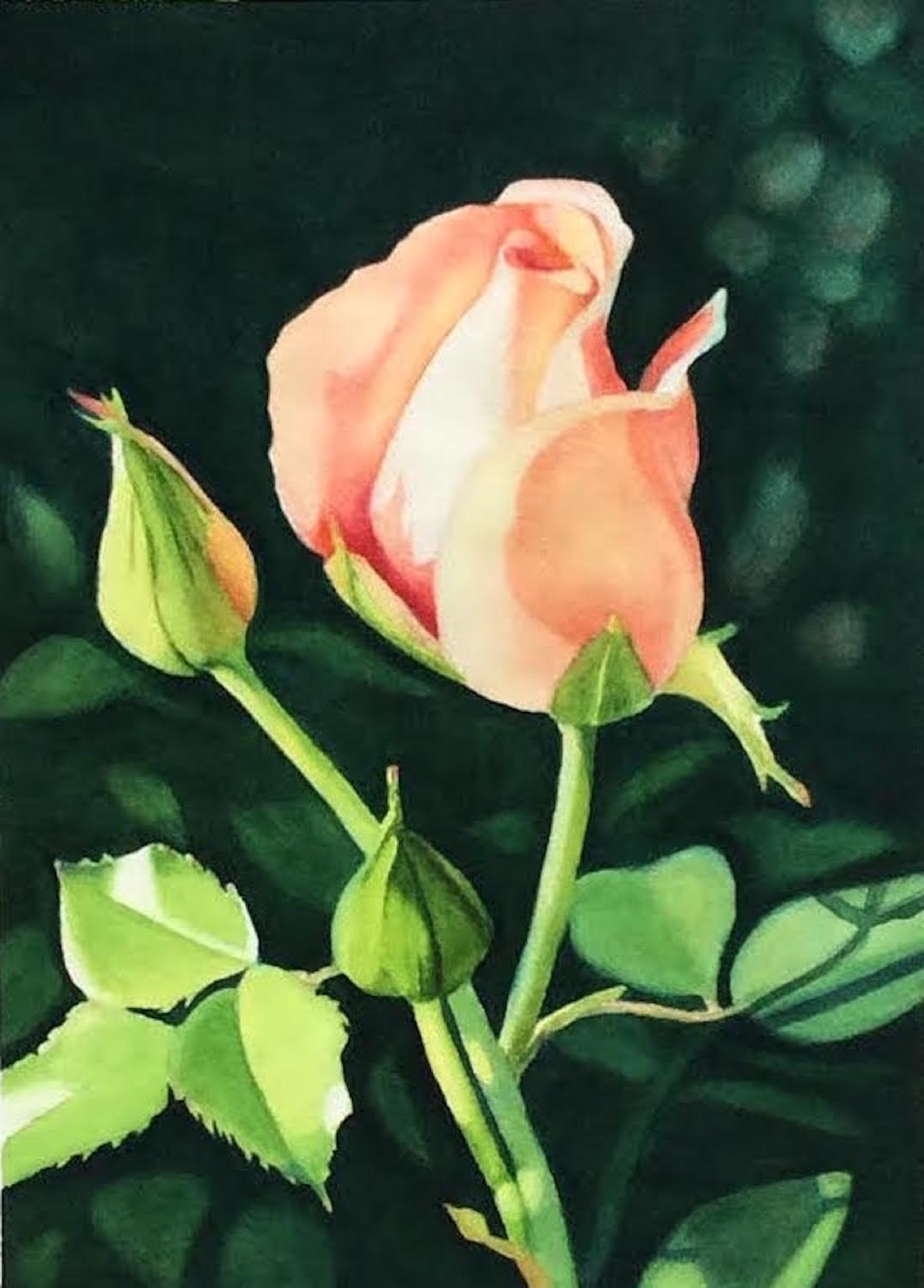 Peach rose watercolor painting