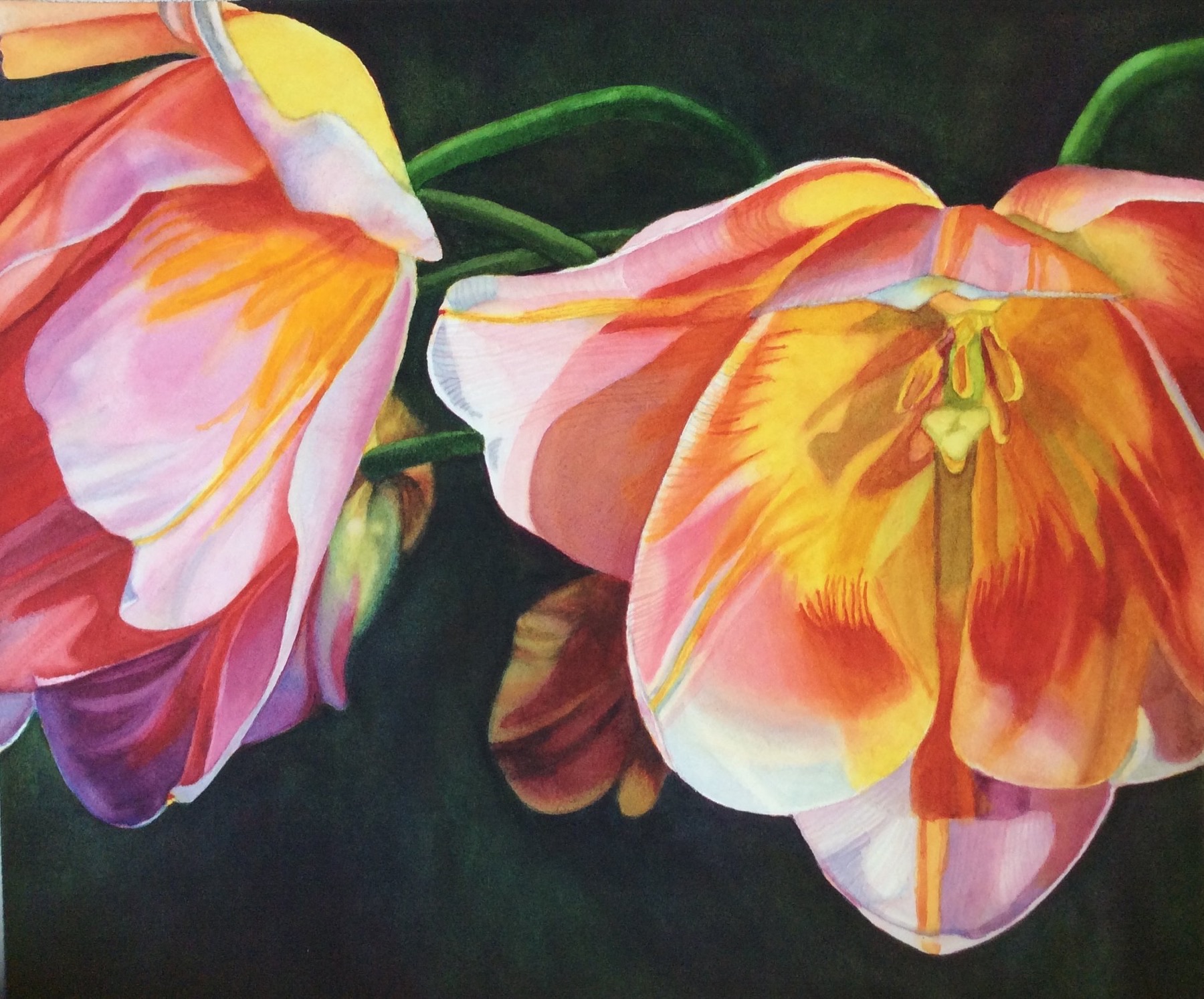 Pink and orange tulips watercolor painting