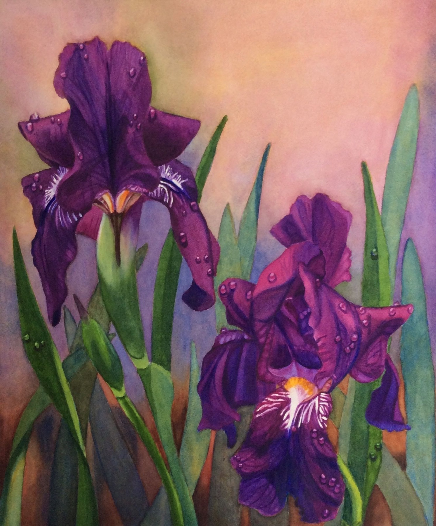 Purple bearded iris watercolor painting