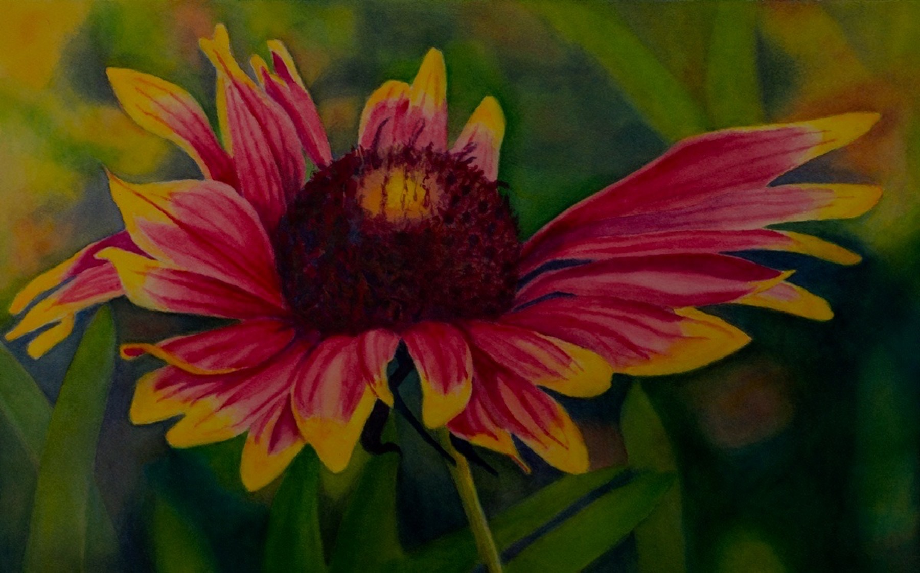 Texas Indian blanket wildflower watercolor painting