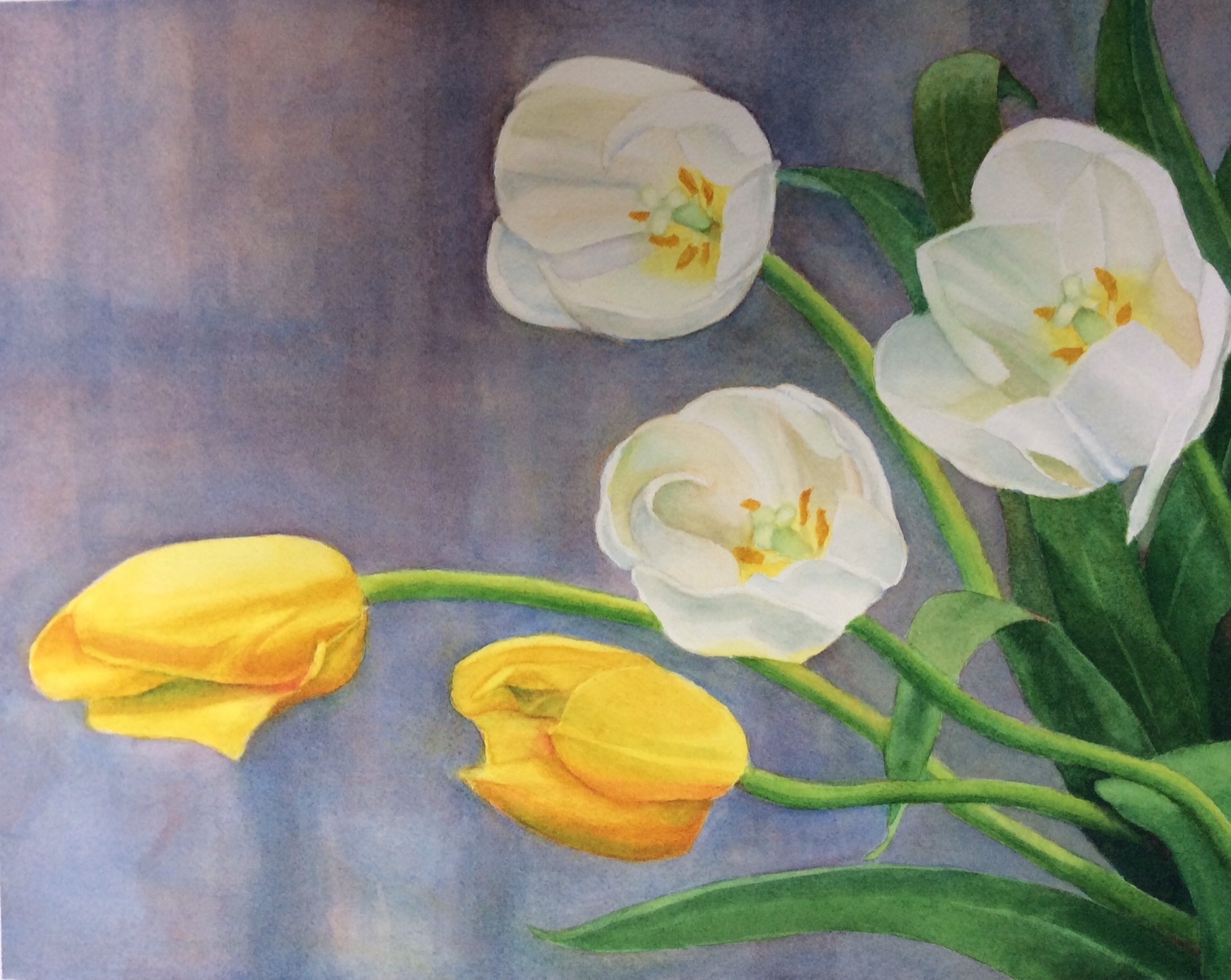 White and yellow tulips watercolor painting