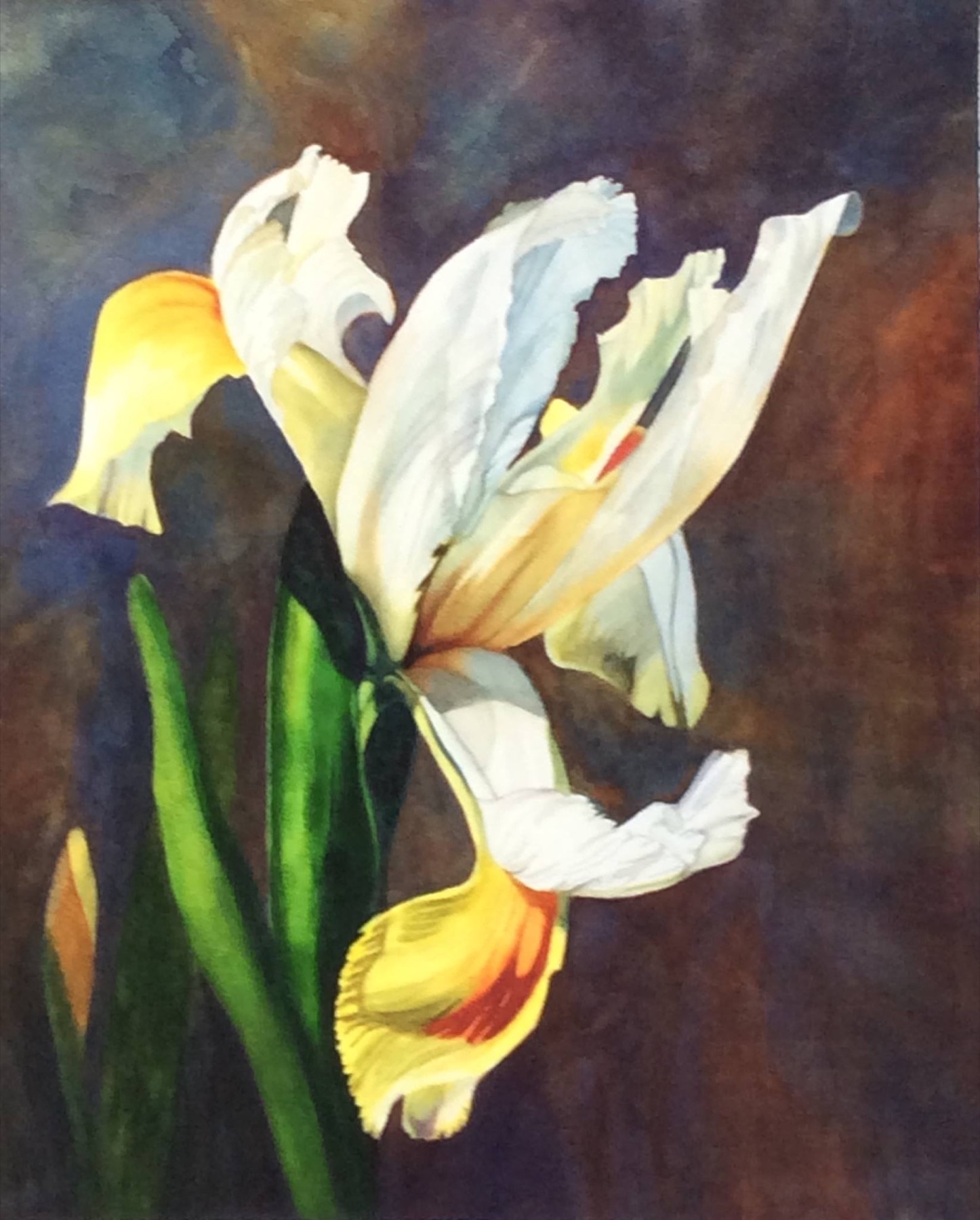 White iris watercolor painting