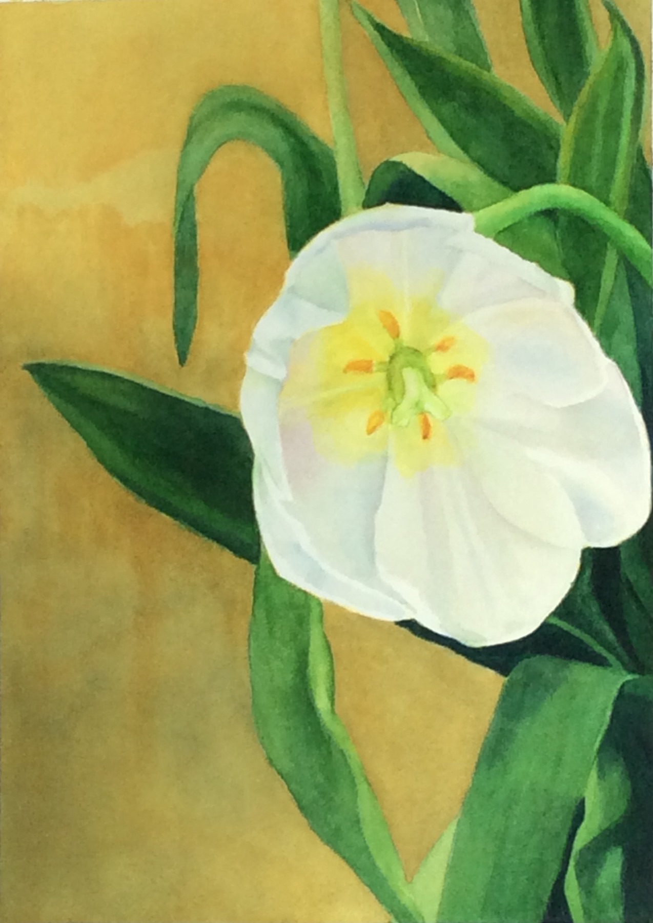 White primrose watercolor painting